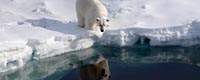 a-polar-bear